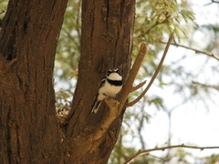 Batis senegalensis