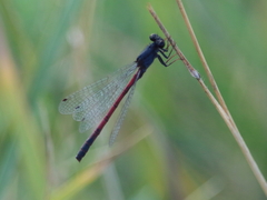Amphiagrion