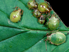 Acanthosoma haemorrhoidale