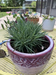 Dianthus gratianopolitanus