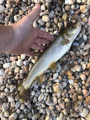 Ptychocheilus oregonensis