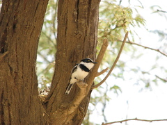 Batis senegalensis