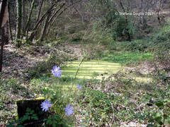 Anemonoides apennina