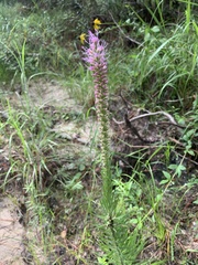 Liatris acidota