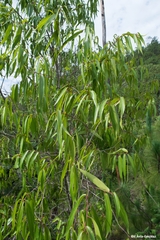 Quercus viminea