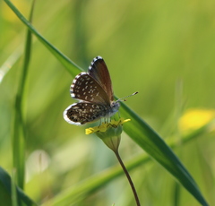 Brephidium metophis
