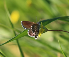 Brephidium metophis