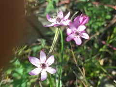 Wurmbea biglandulosa