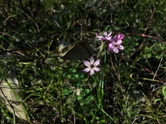 Wurmbea biglandulosa