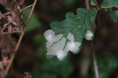 Tischeria ekebladella