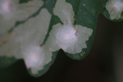 Tischeria ekebladella