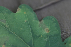 Tischeria ekebladella