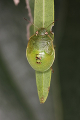 Acrosternum millierei