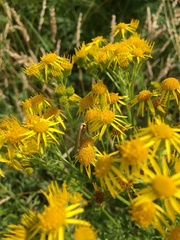 Eilema depressa