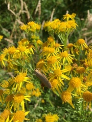 Eilema depressa