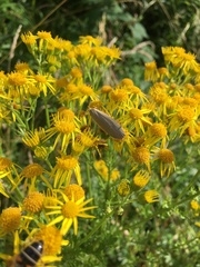 Eilema depressa