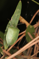 Acrosternum millierei