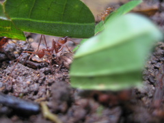 Atta cephalotes