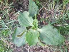 Plantago major