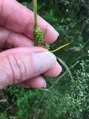 Carex pallescens
