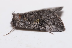 Syngrapha viridisigma