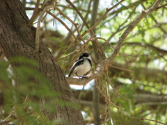 Batis senegalensis