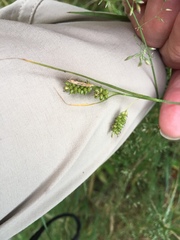 Carex pallescens