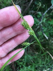 Carex pallescens