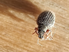 Brachysomus echinatus