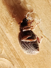 Brachysomus echinatus