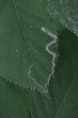 Stigmella splendidissimella