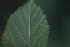 Stigmella splendidissimella