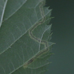 Stigmella splendidissimella