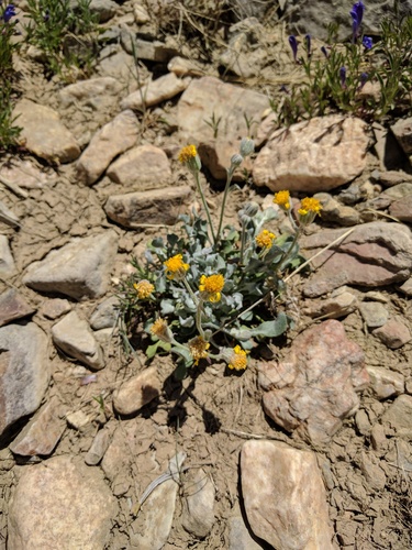 San Bernardino ragwort (Packera bernardina)