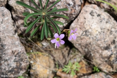 Oxalis hernandesii
