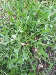 Taraxacum officinale