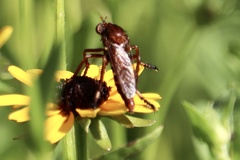 Diogmites basalis