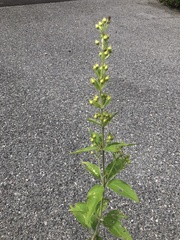 Lysimachia vulgaris