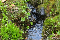 Micranthes nelsoniana