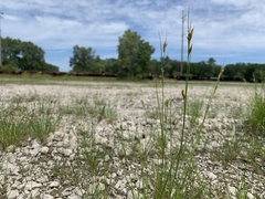 Rhynchospora capillacea