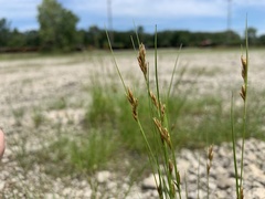 Rhynchospora capillacea
