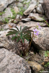 Oxalis hernandesii