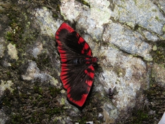 Haemactis sanguinalis