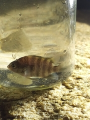 Abudefduf declivifrons