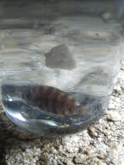 Abudefduf declivifrons