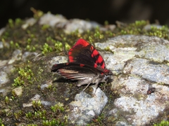 Haemactis sanguinalis