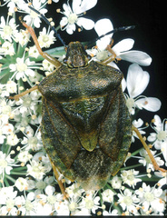 Carpocoris melanocerus