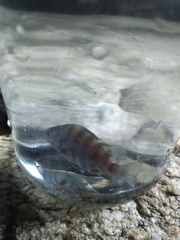 Abudefduf declivifrons