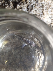 Abudefduf declivifrons