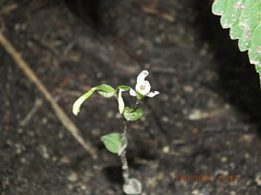 Triphora trianthophoros trianthophoros